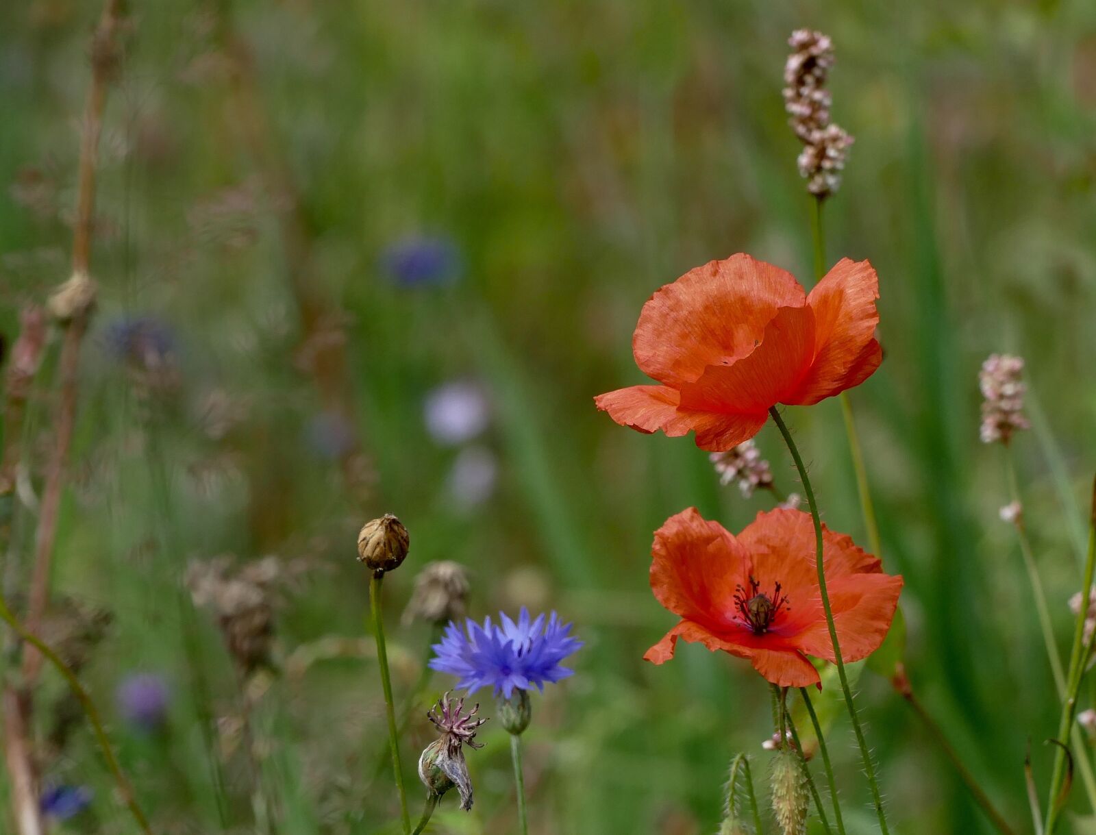 Panasonic Lumix DMC-FZ1000 sample photo. Poppy, nature, flower photography