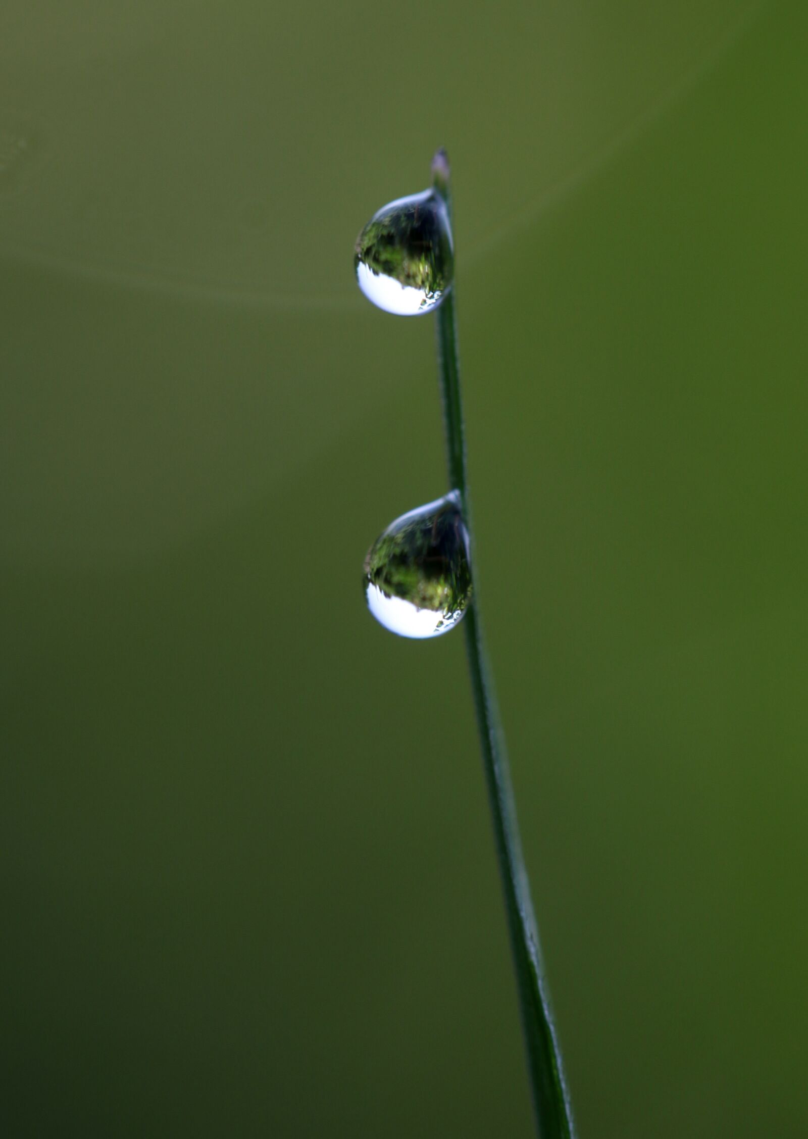 Canon EF-S 60mm F2.8 Macro USM sample photo. Drops, water, dew photography