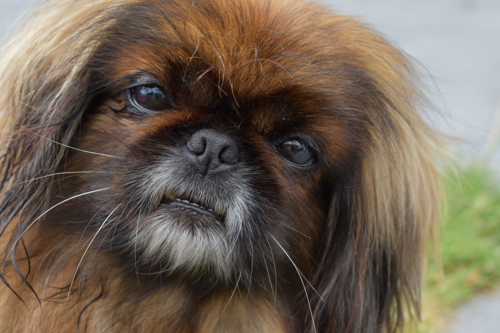 Nikon D3500 sample photo. Dog, animal, mammal photography