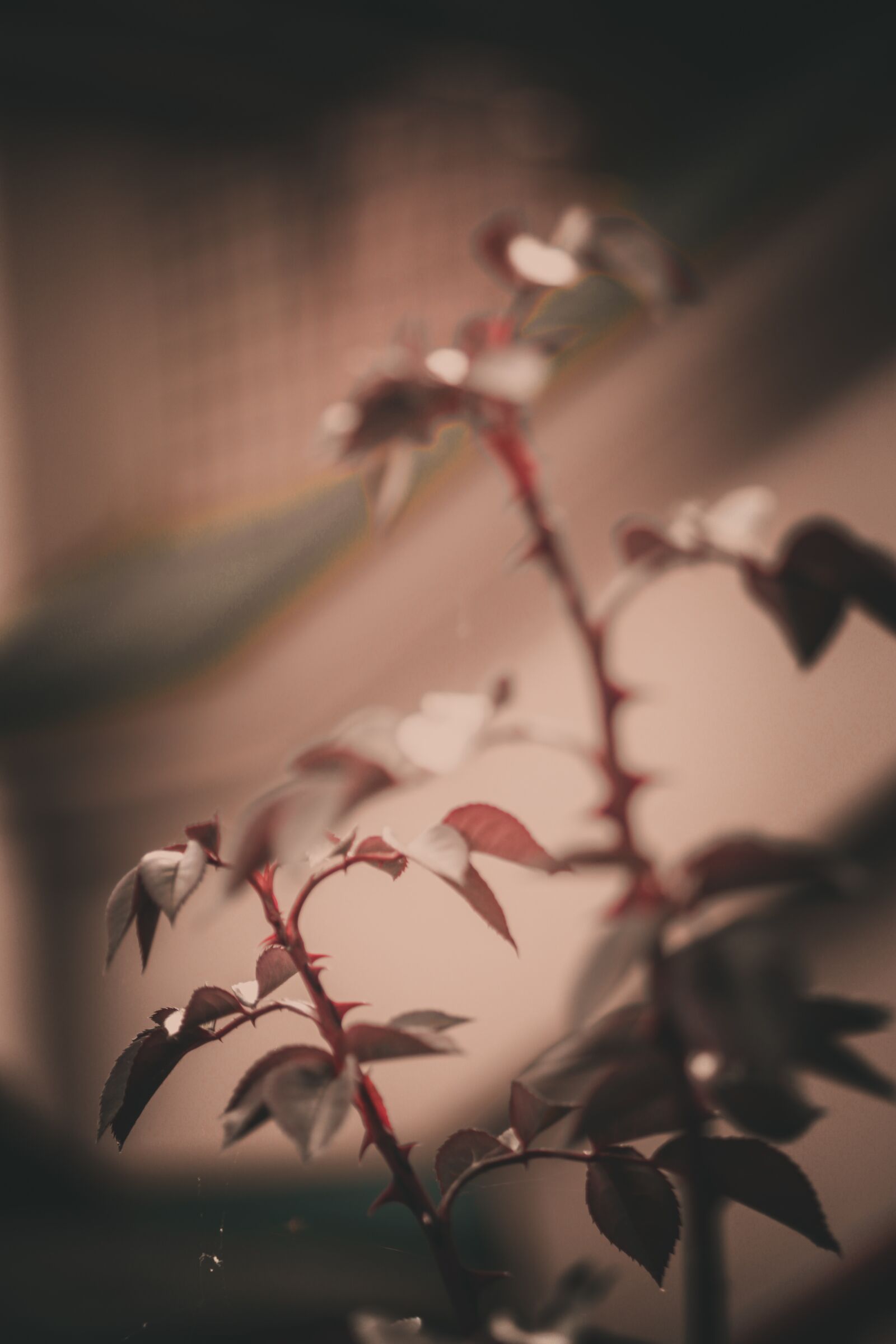 Canon EOS 700D (EOS Rebel T5i / EOS Kiss X7i) sample photo. Rose, plant, nature photography