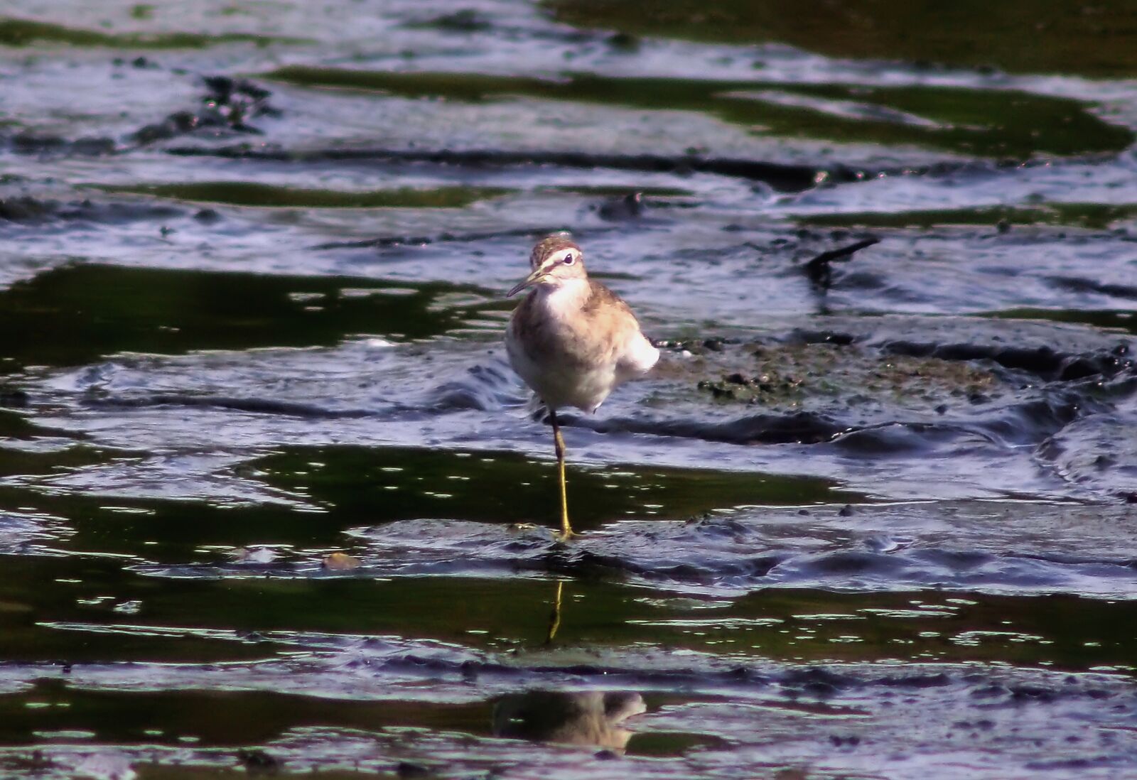 Olympus OM-D E-M1 sample photo. Migratory, bird, wood photography