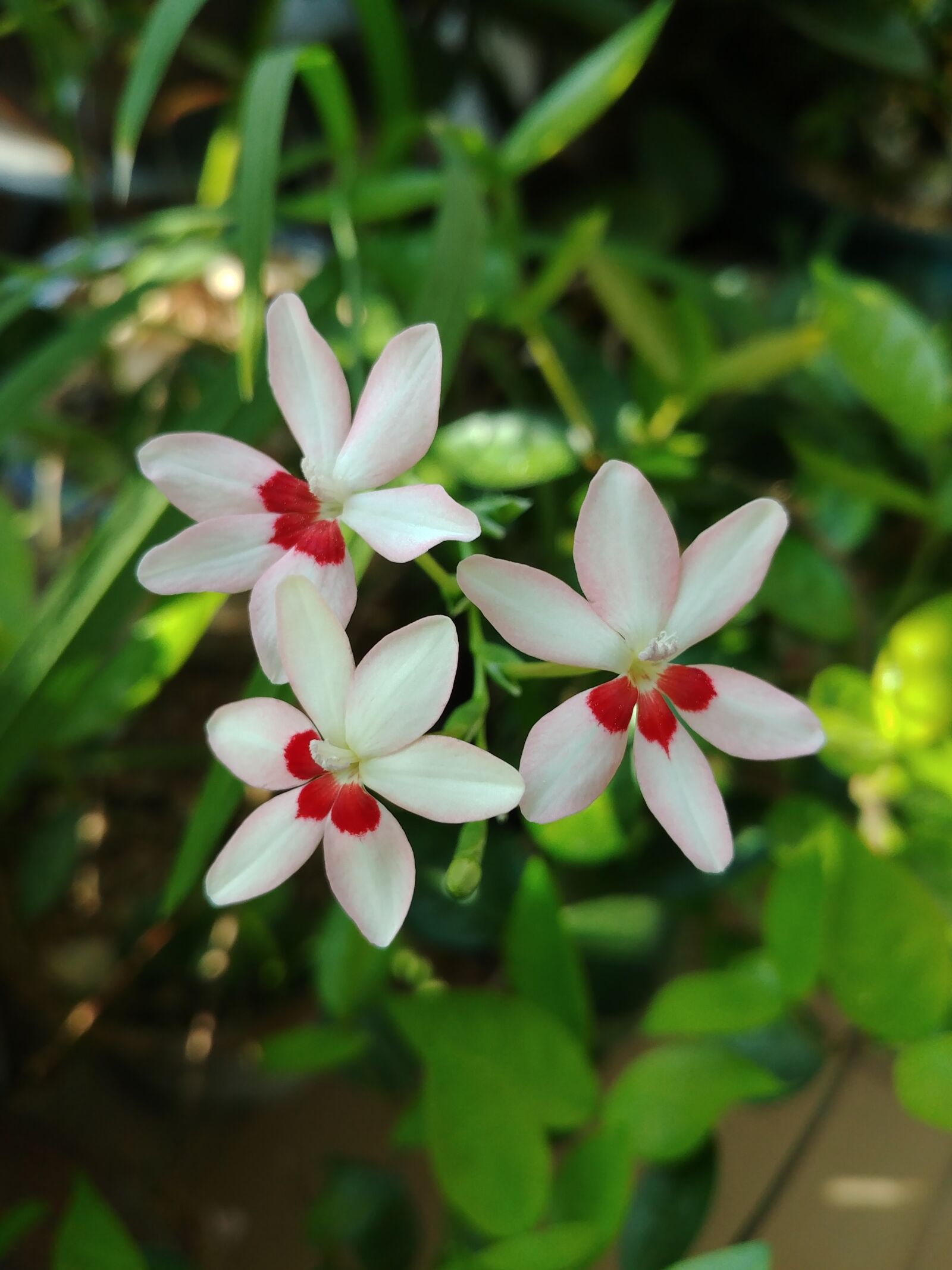 LG G6 sample photo. Flowers, nature, plants photography