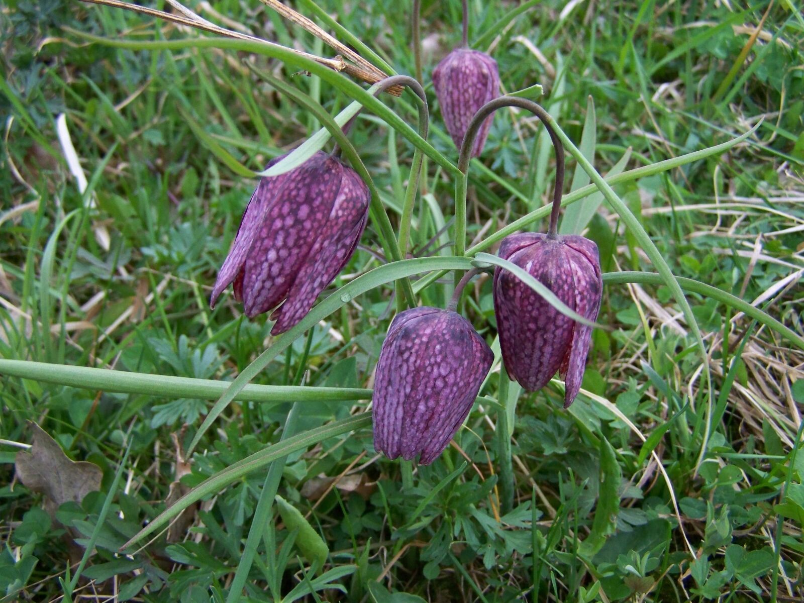 Kodak EASYSHARE ZD710 ZOOM DIGITAL CAMERA sample photo. Chessboard flower, meadow, nature photography