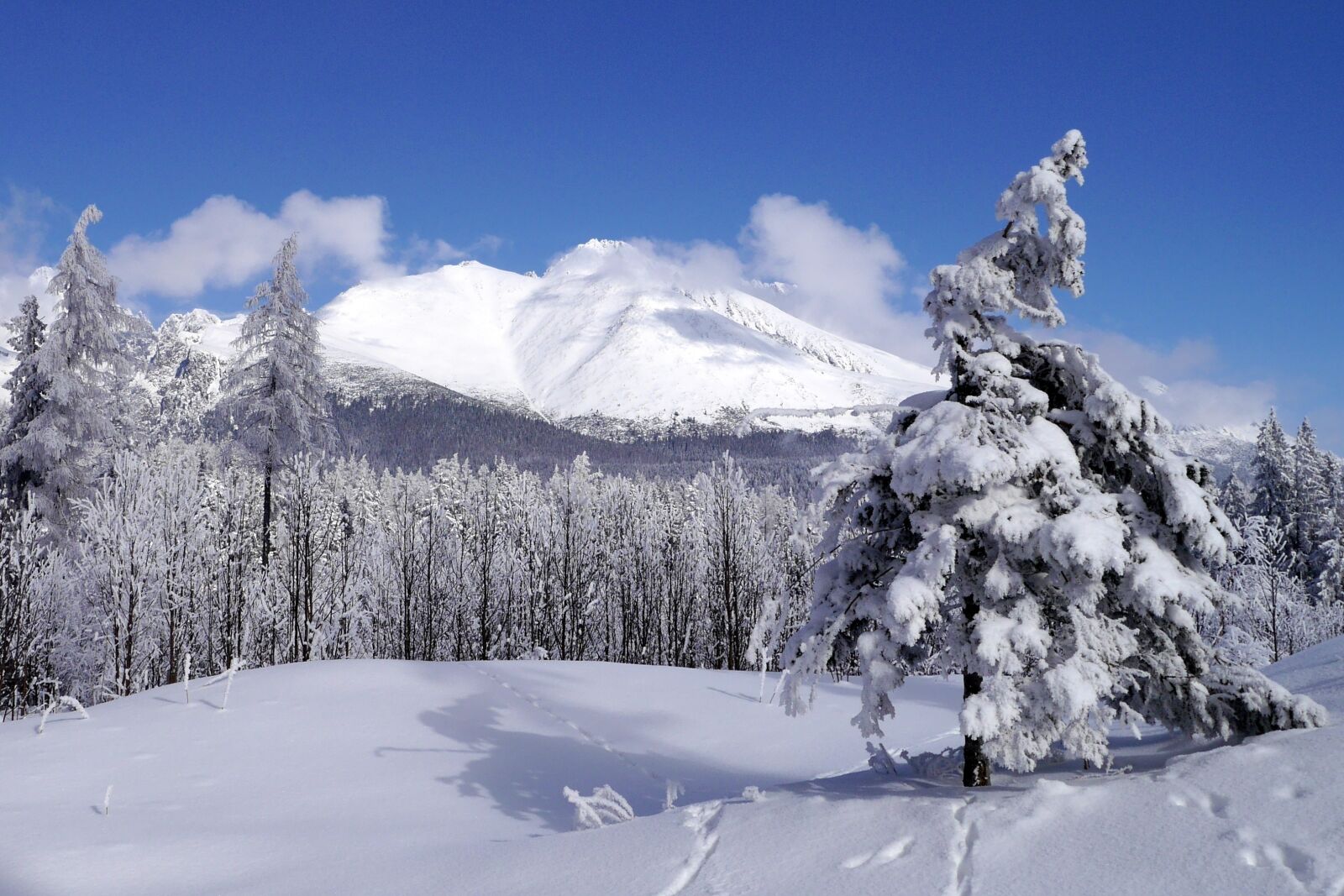 Panasonic Lumix DMC-G6 sample photo. Winter, snow, trees photography