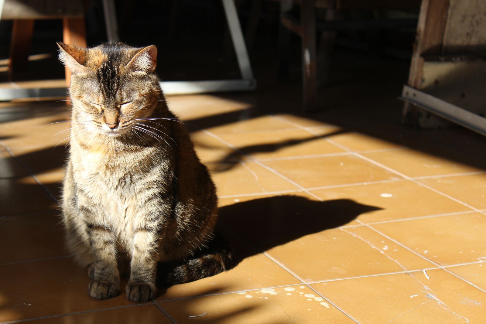 Canon EOS 600D (Rebel EOS T3i / EOS Kiss X5) sample photo. Gata, cat, kitten photography
