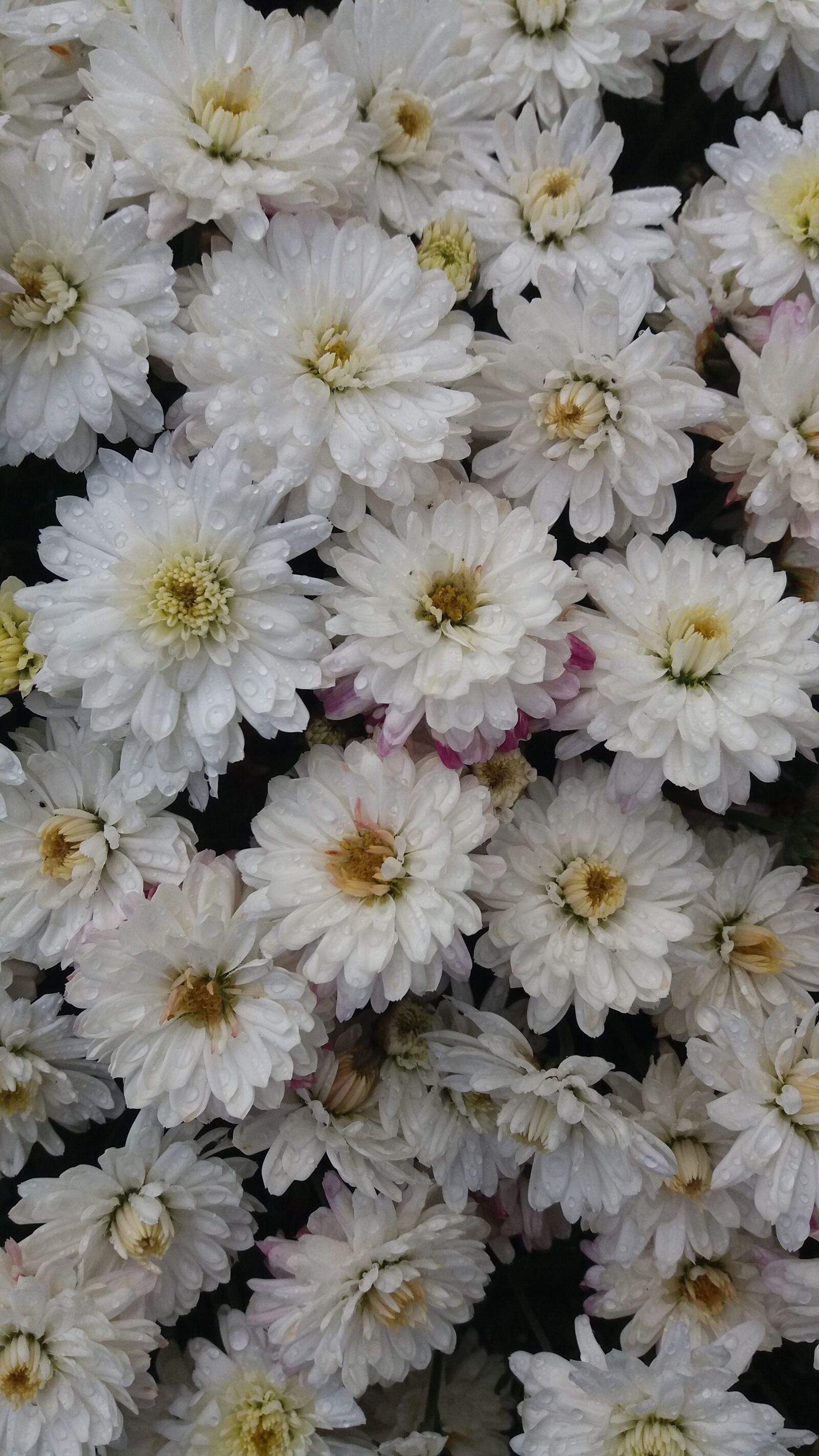 Samsung Galaxy J5 sample photo. Flower, blossom, bloom photography
