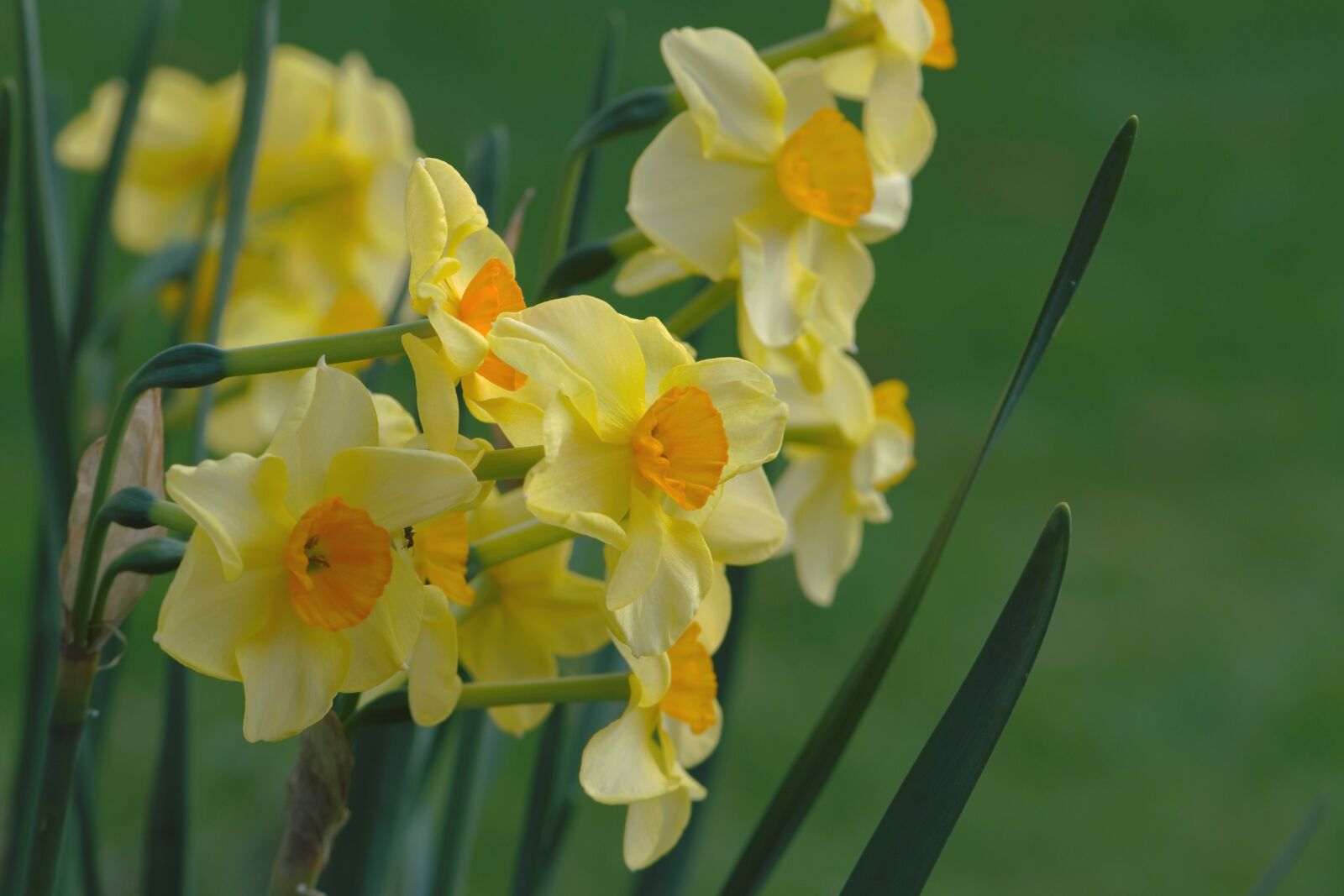 Nikon D5600 sample photo. Narcissus, daffodil, spring photography