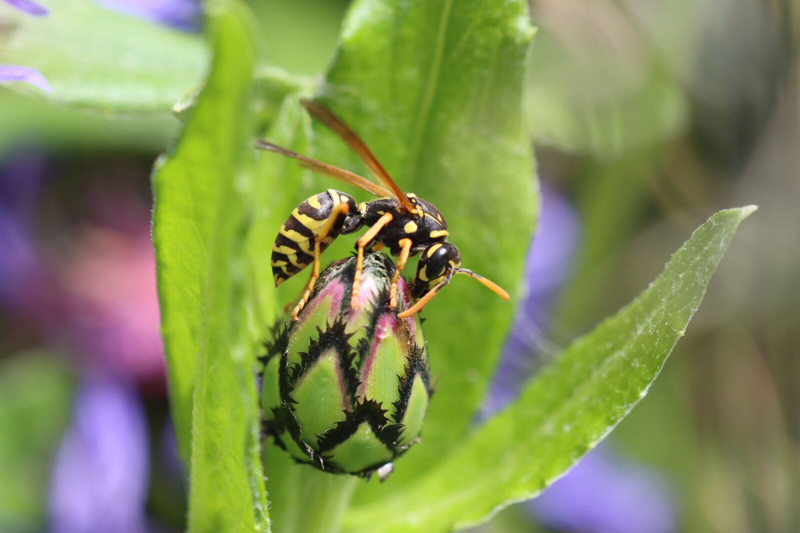 Canon EOS 90D sample photo. Bee, wasp, insect photography