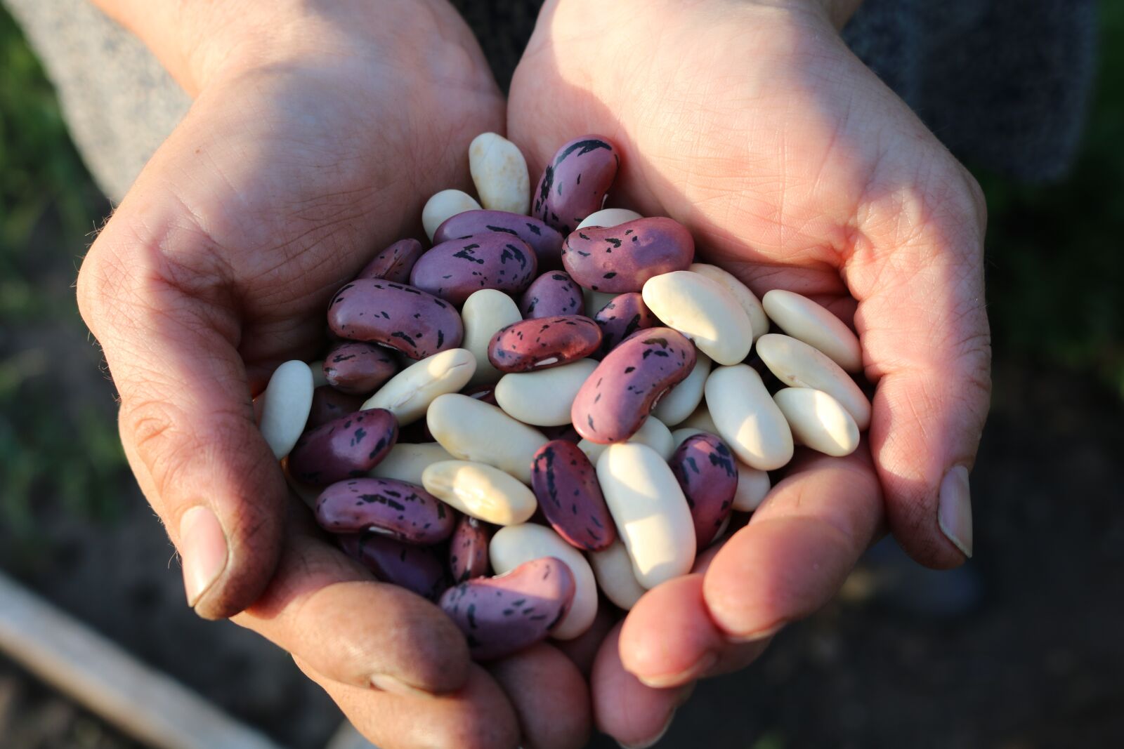 Canon EOS 750D (EOS Rebel T6i / EOS Kiss X8i) sample photo. Runner beans, food, people photography
