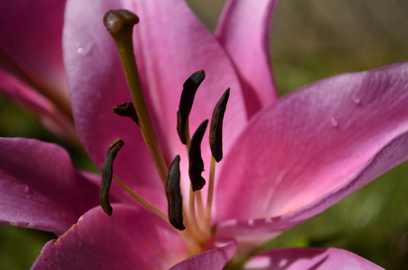 Nikon D5100 sample photo. Lilium, flower, colors photography