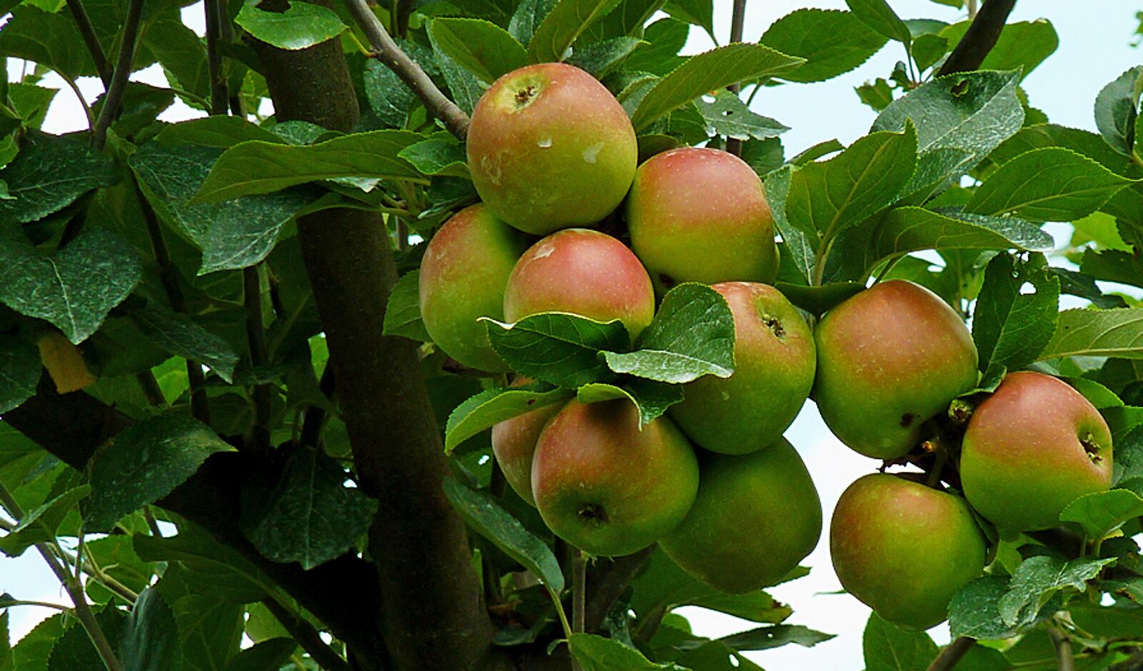 Panasonic DMC-TZ7 sample photo. Autumn, apple, harvest photography