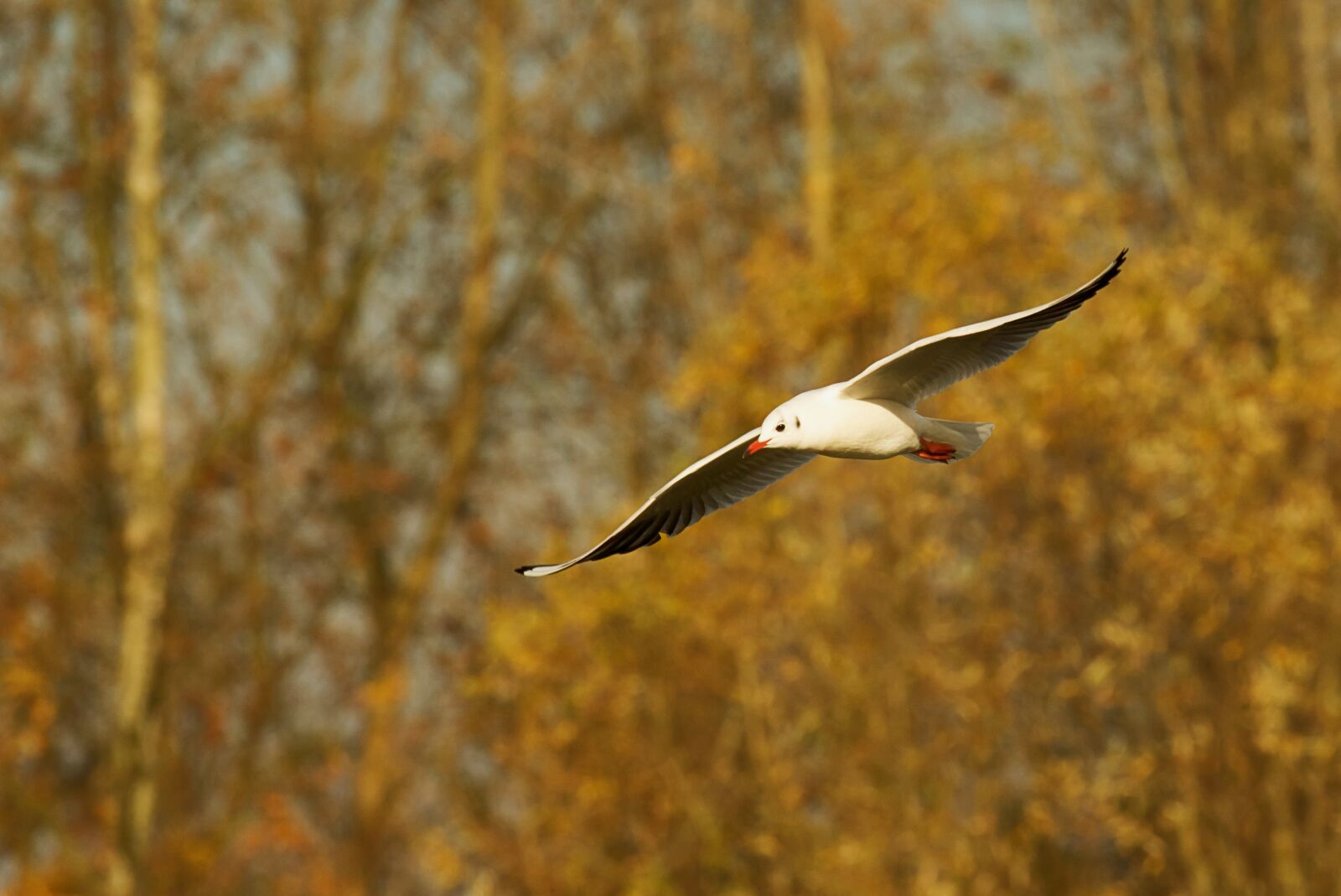 Canon EOS 7D Mark II sample photo. Birds, ali, flight photography