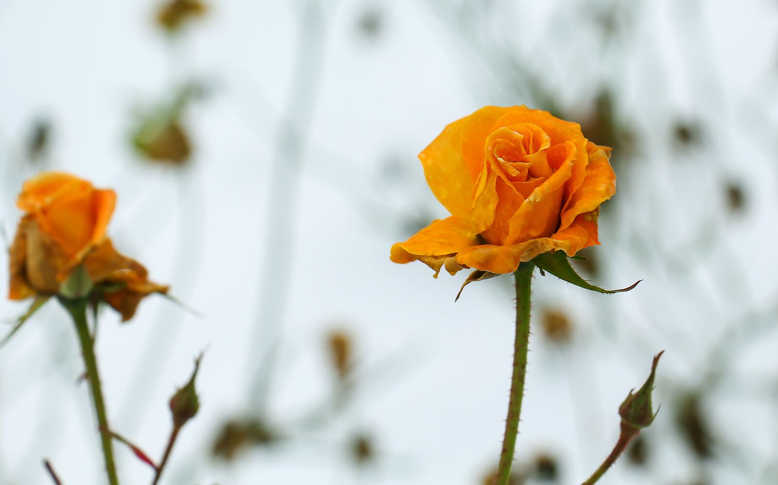 Canon EOS 700D (EOS Rebel T5i / EOS Kiss X7i) sample photo. Flower, nature, plant photography