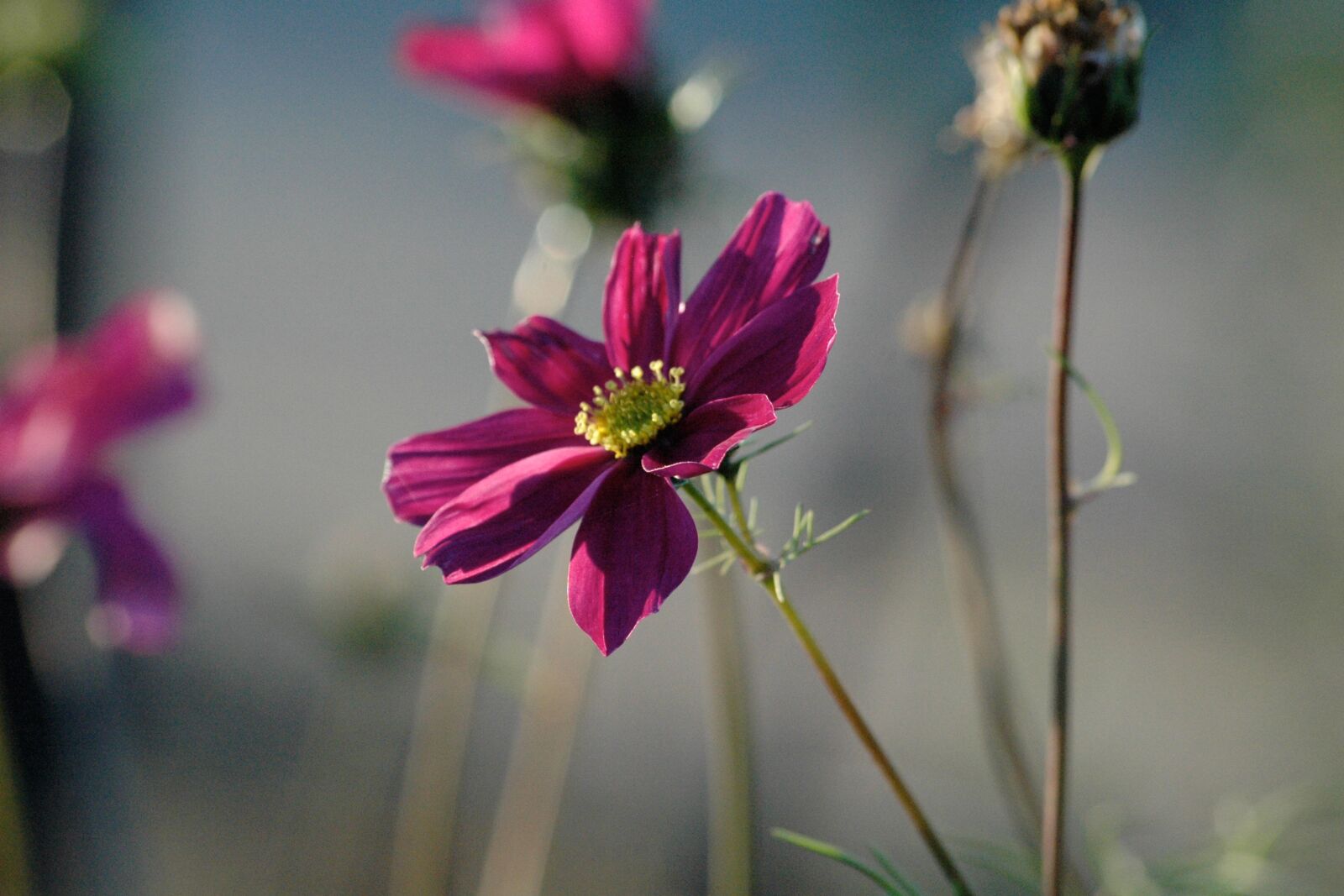 Nikon D70 sample photo. Blossom, bloom, purple photography