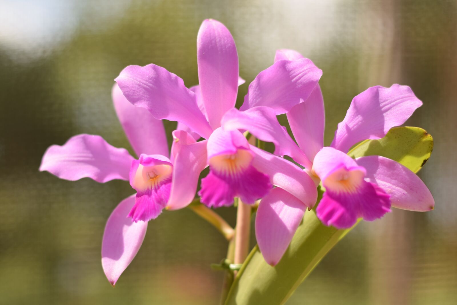 Nikon D5300 sample photo. Orchid, flower, plant photography