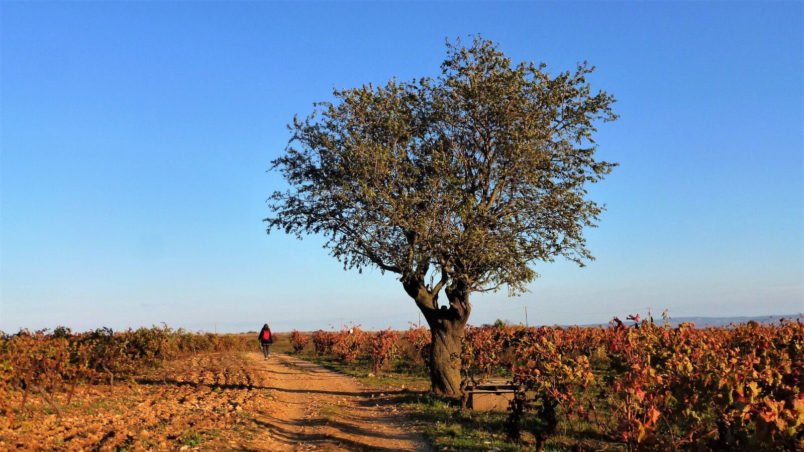 Panasonic Lumix DMC-ZS10 (Lumix DMC-TZ20 / Lumix DMC-TZ22) sample photo. Nature, france, aude photography