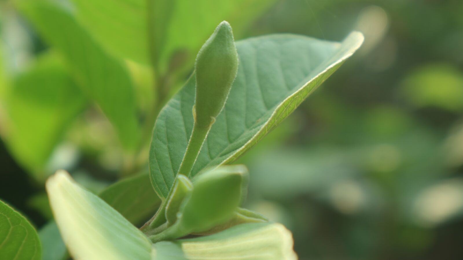 Canon EOS M3 + Canon EF-M 15-45mm F3.5-6.3 IS STM sample photo. Small, guava, green photography