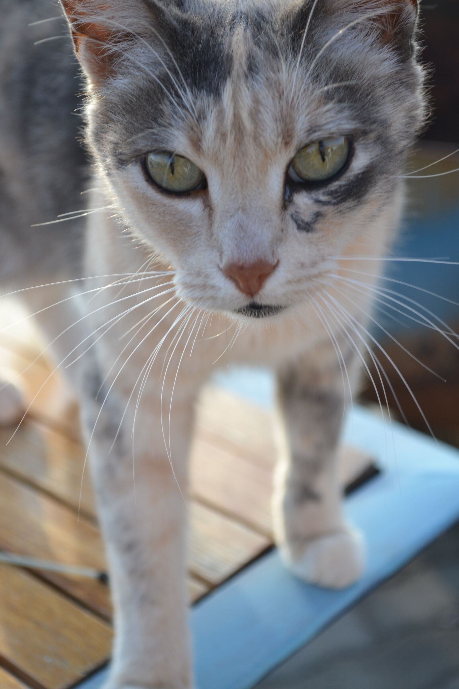 Nikon D3100 sample photo. Gracie, our, late photography