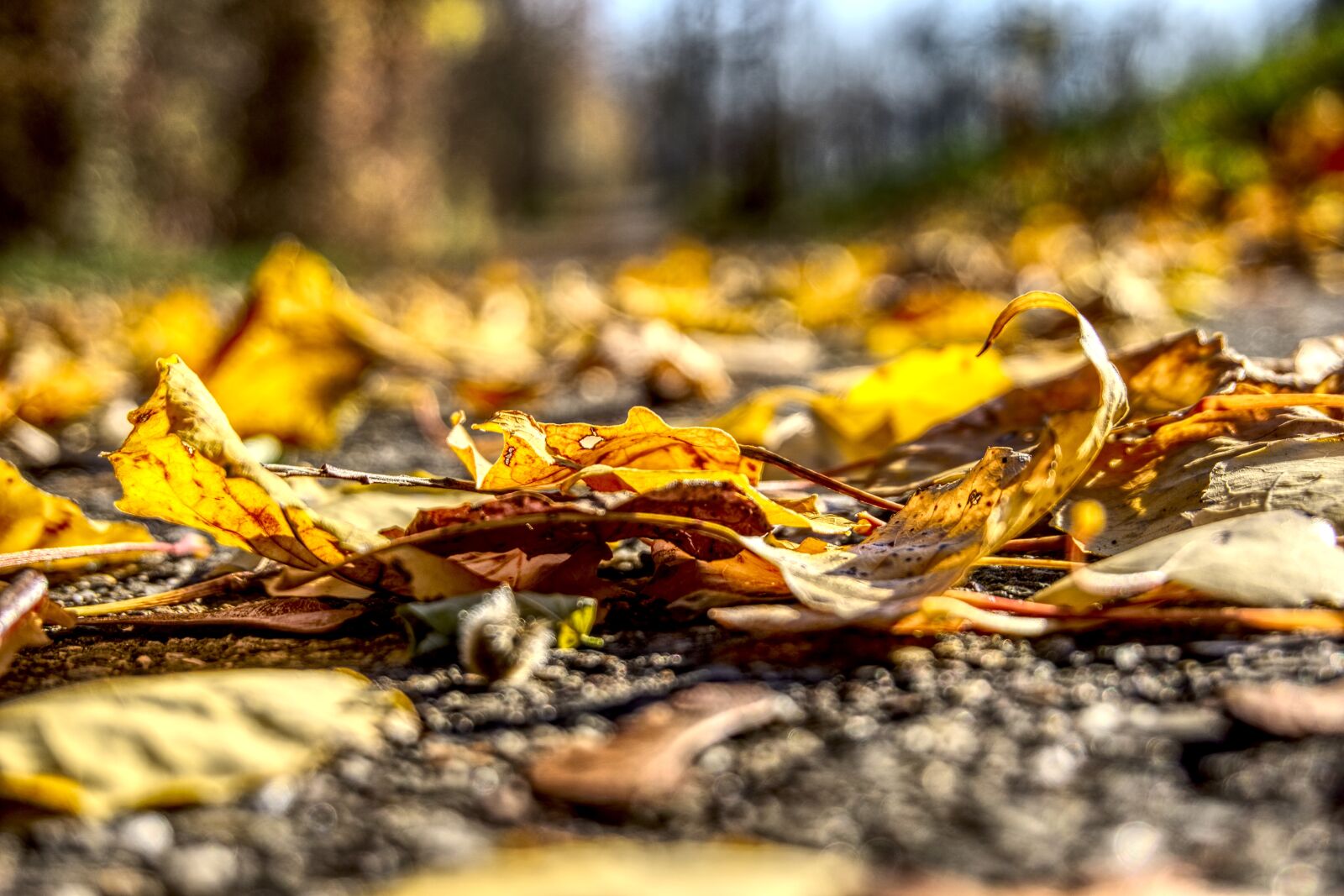 Sony a6000 sample photo. Leaves, colorful, autumn photography