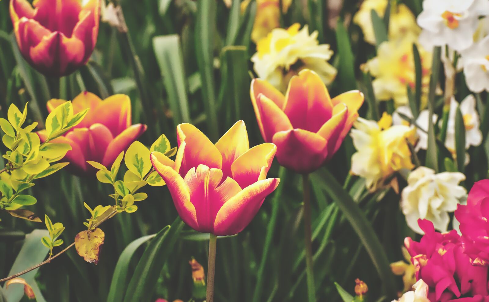 Nikon D7200 sample photo. Tulips, flowers, colorful photography
