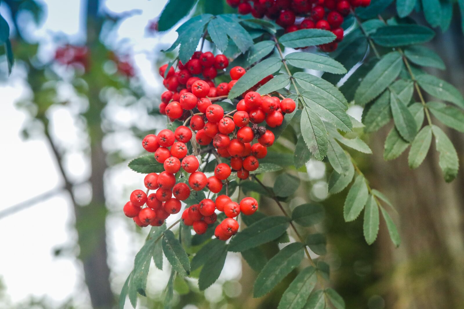 Canon EF 100mm F2.8L Macro IS USM sample photo. Rowanberry, rowan, nature photography