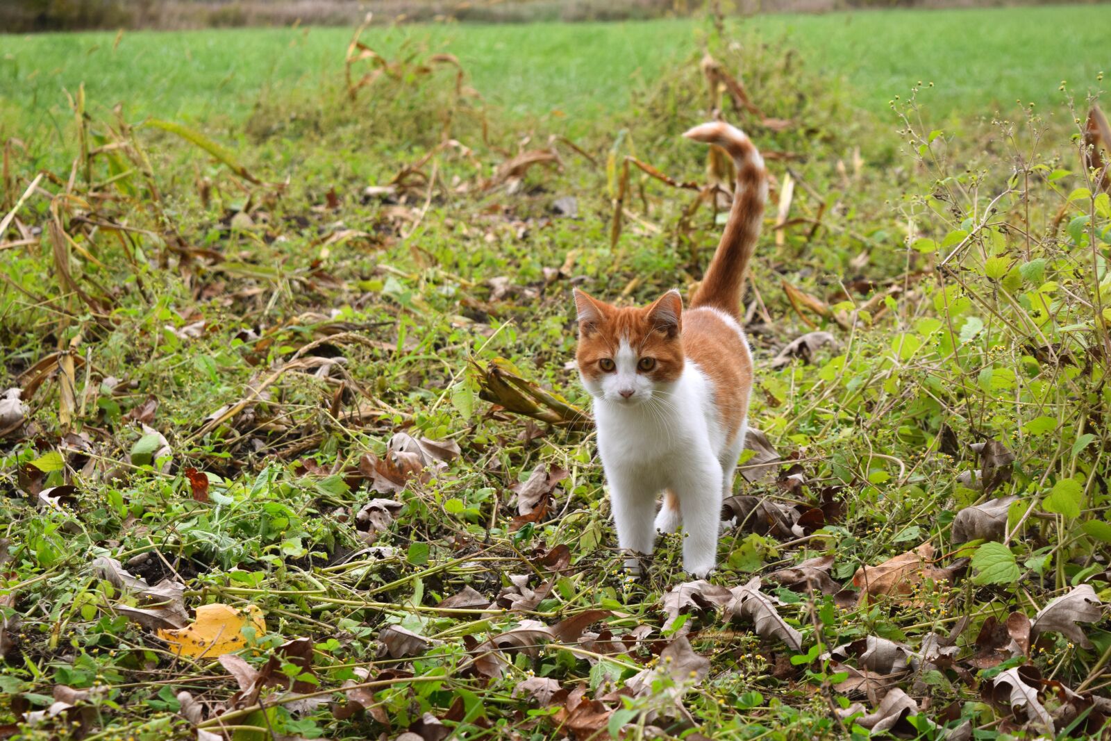 Nikon D5300 sample photo. Cat, pet, kitten photography