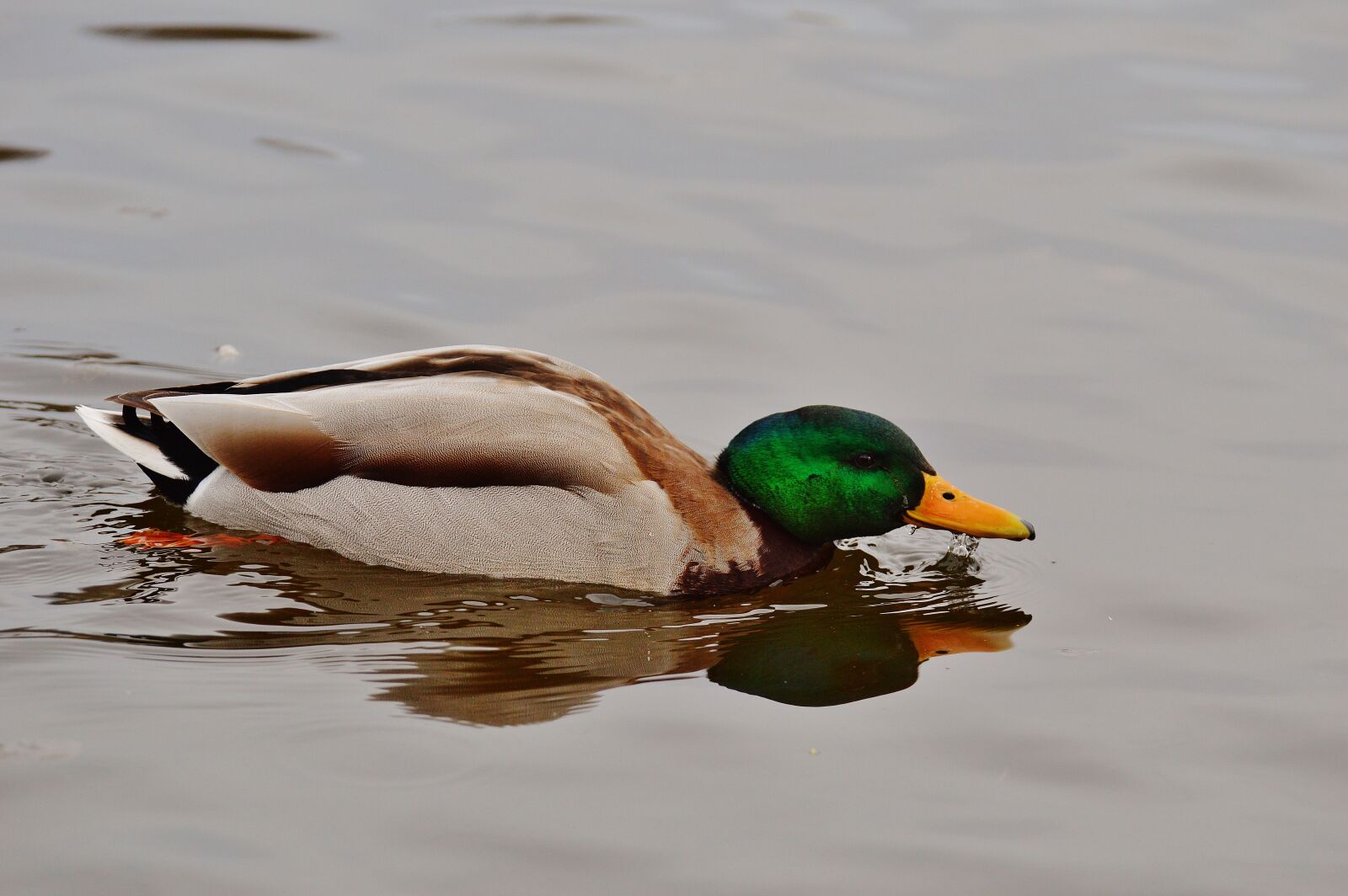Nikon D3200 sample photo. Duck, water bird, poultry photography