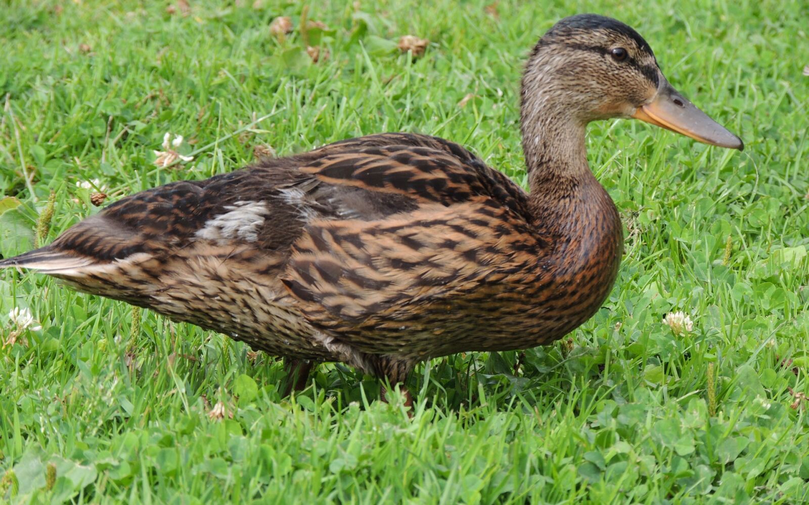 Nikon Coolpix P510 sample photo. Duck, animals, birds photography