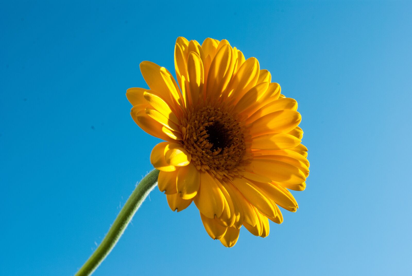 Nikon D3000 sample photo. Margriet, flower, yellow photography