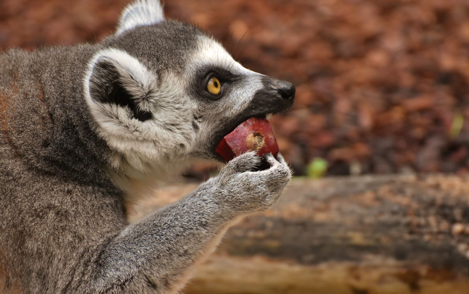 Nikon D7200 sample photo. Monkey, lemur, cute photography