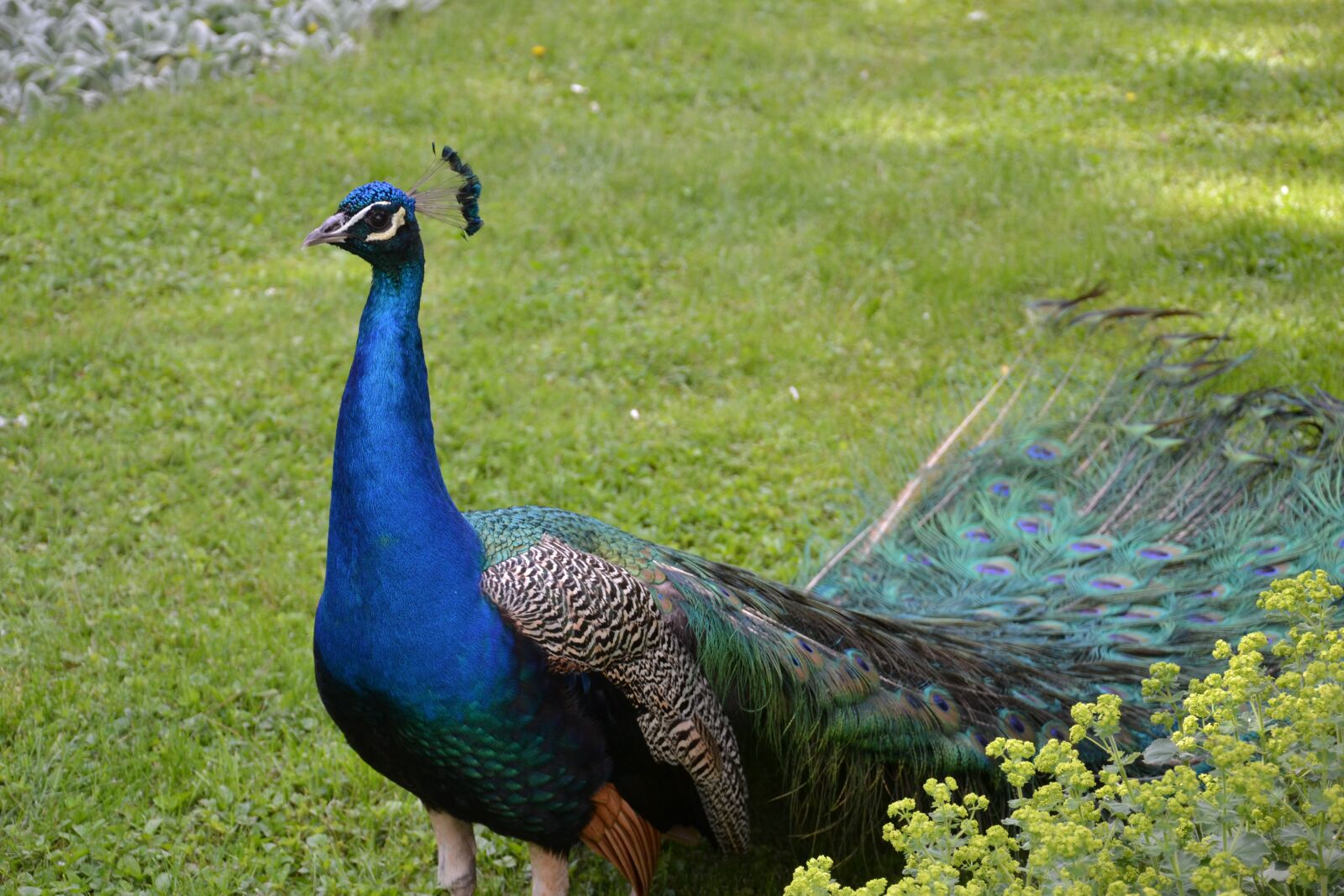 Nikon D3100 sample photo. Peacock, animal, feathers photography