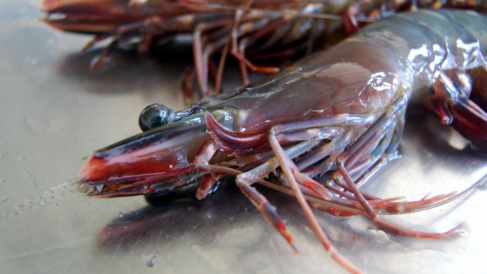 Nikon D40X sample photo. Tiger prawn, shrimps, prawns photography