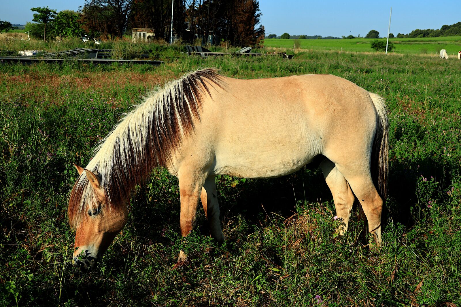 Canon PowerShot G1 X Mark III sample photo. Animal, horse, nature photography