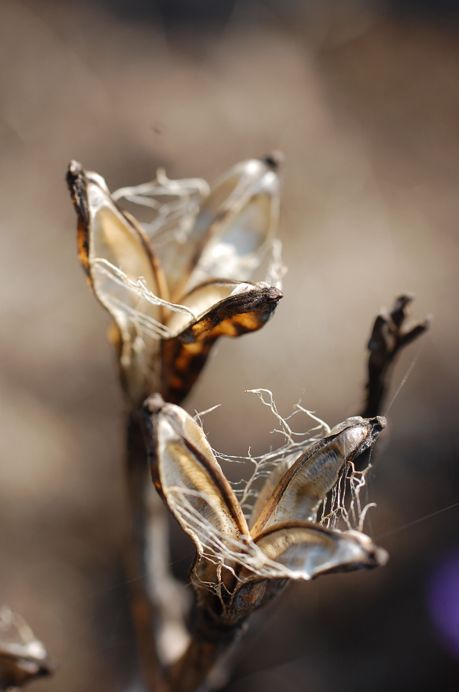 Nikon D40 sample photo. Blur, brown, close, up photography