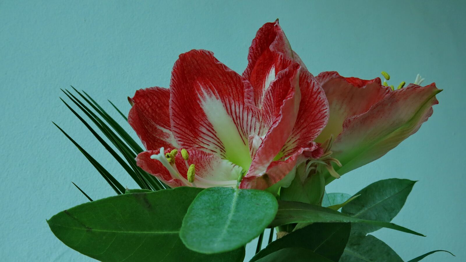 Canon PowerShot G15 sample photo. Knights star, amaryllis, red photography
