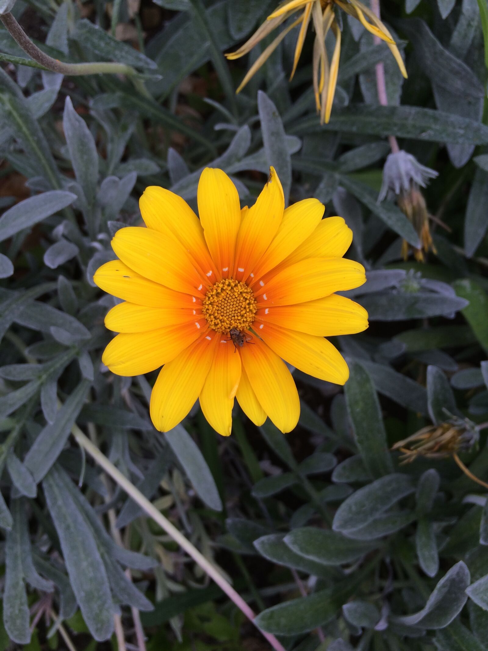 iPhone 5s back camera 4.15mm f/2.2 sample photo. Arancione, fiore, giallo, insetto photography