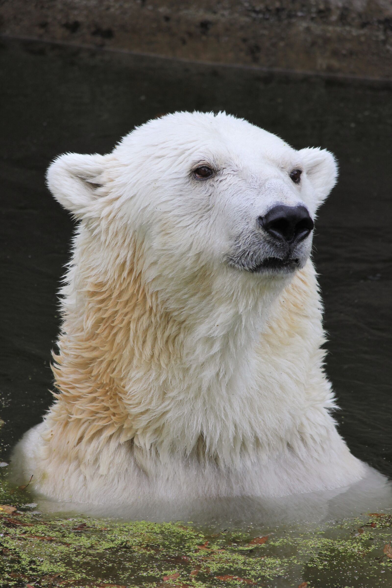 Canon EOS 550D (EOS Rebel T2i / EOS Kiss X4) sample photo. Polar bear, climate warming photography