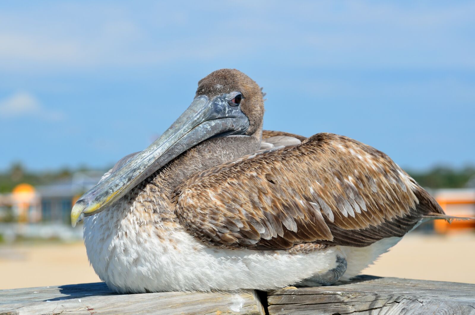 Nikon D7000 sample photo. Water, bird, nature photography