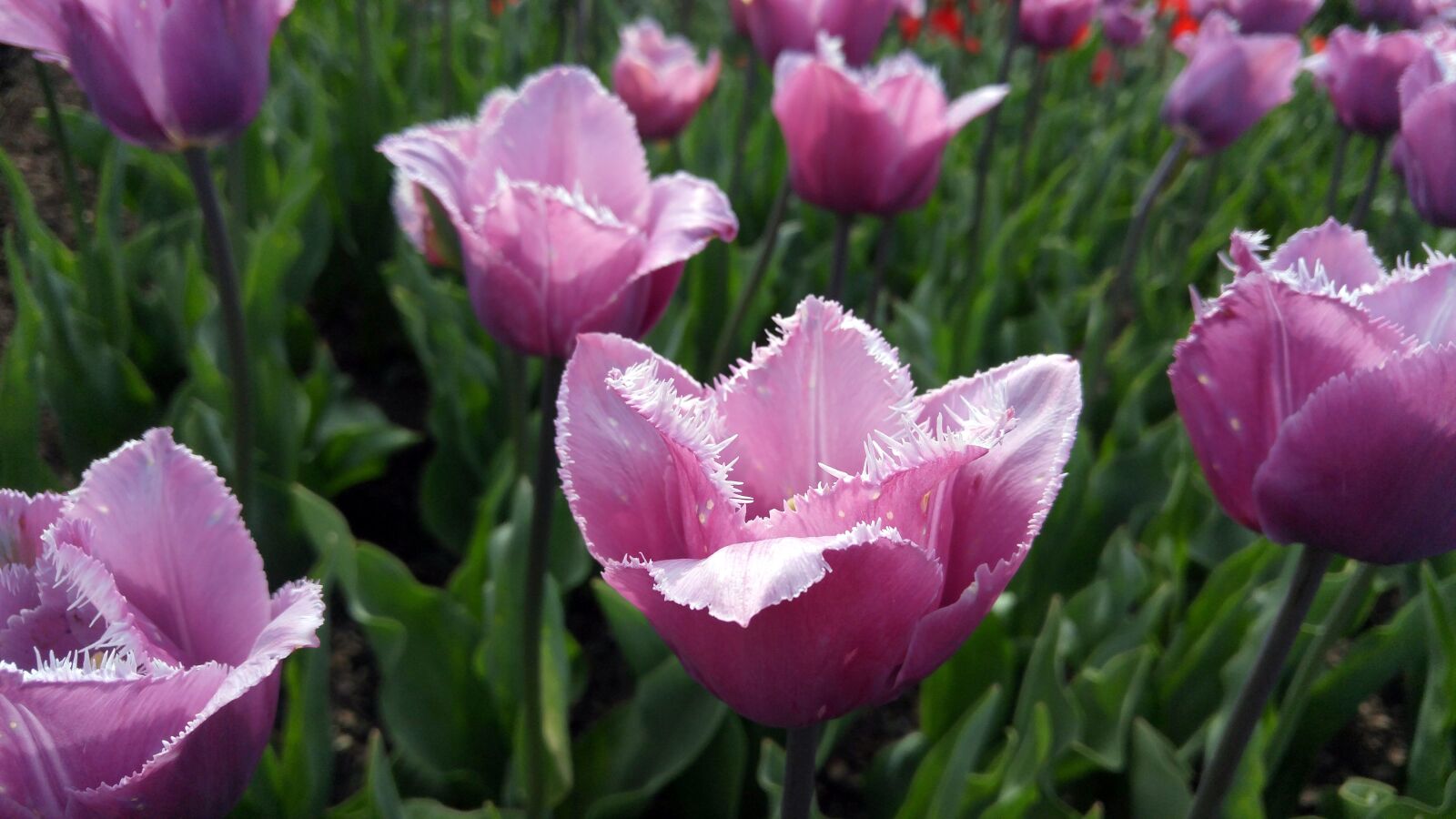 LG G4 sample photo. Flowers, tulips, gardens photography