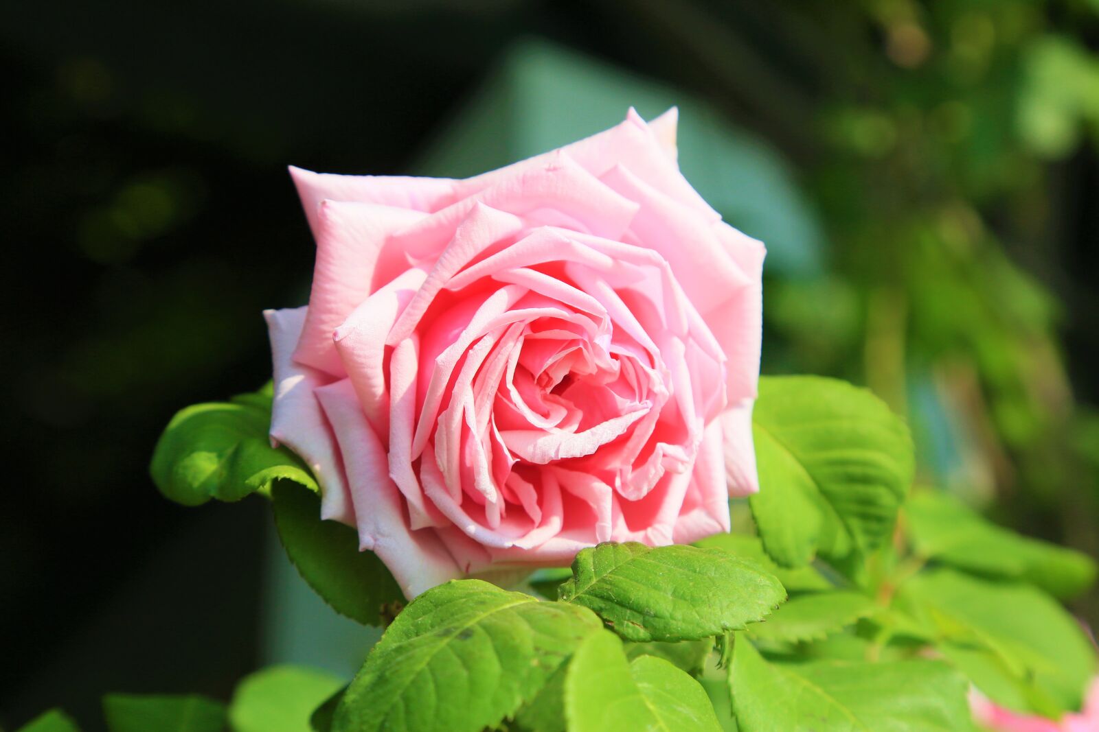 Canon EF 24-105mm F4L IS USM sample photo. Rose, spring, pink photography