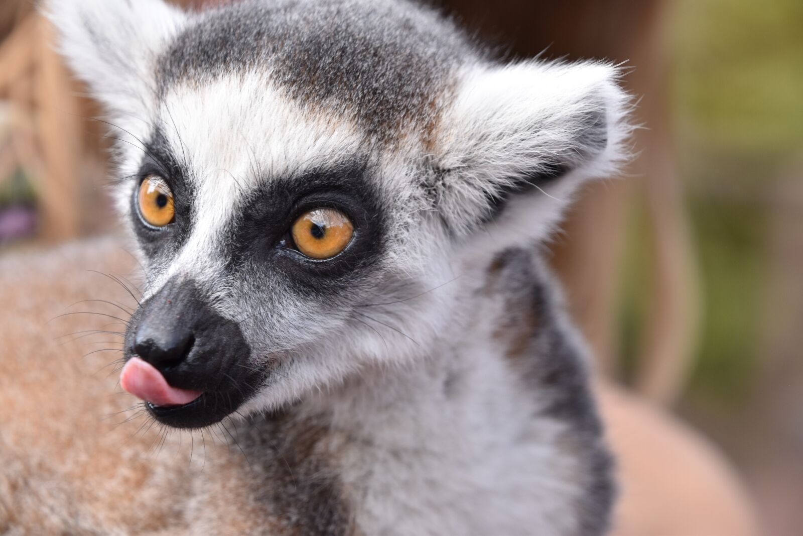 Nikon D5600 sample photo. Lemur, maki catta, language photography