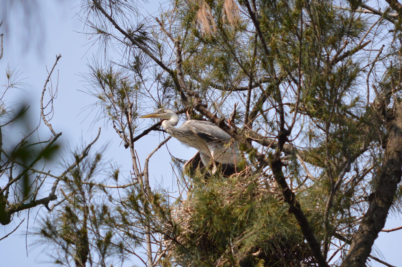 Nikon D3200 sample photo. Birds, immature, grey photography