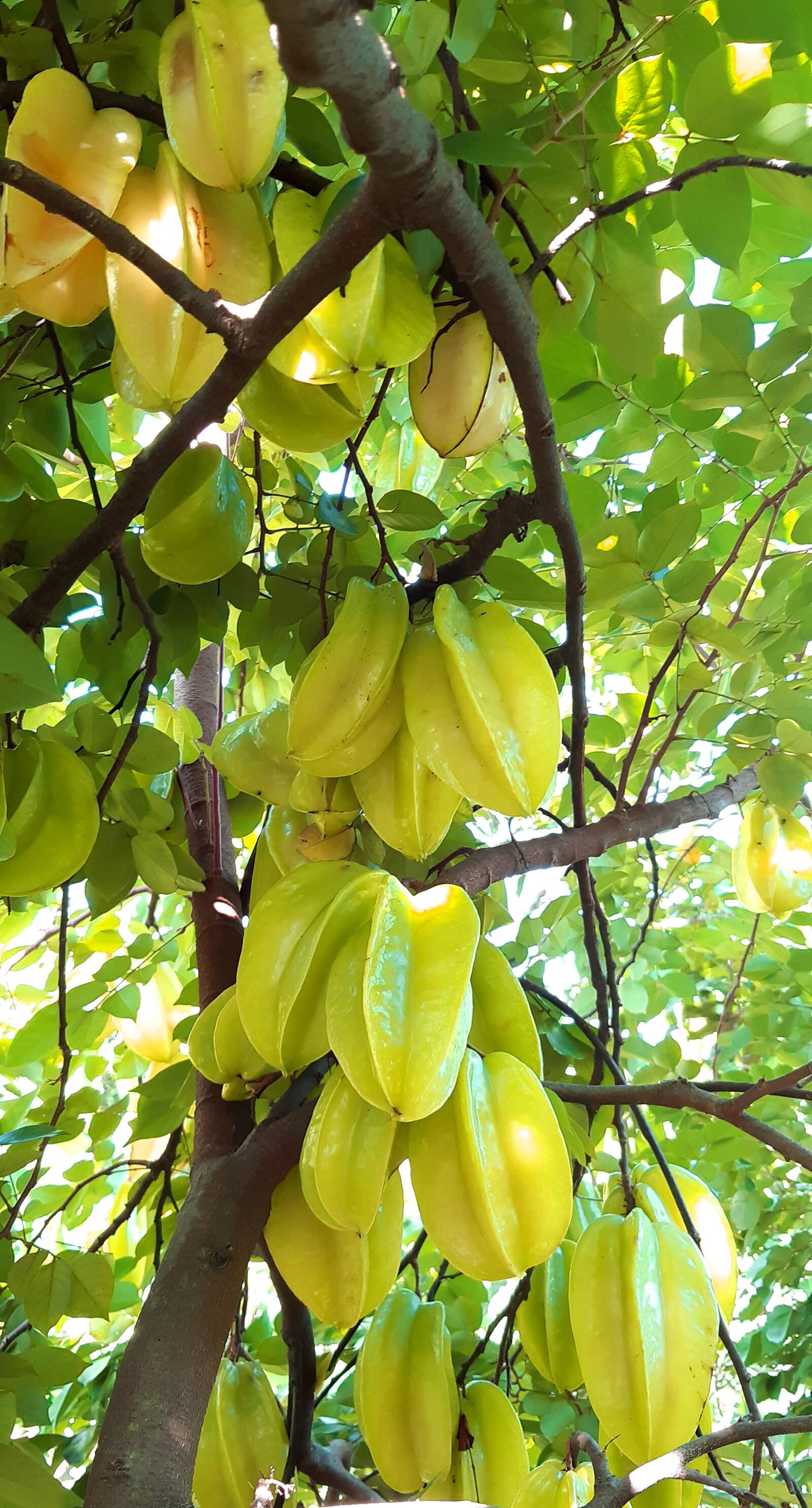 Samsung Galaxy A30 sample photo. Fruit, tree, farm photography
