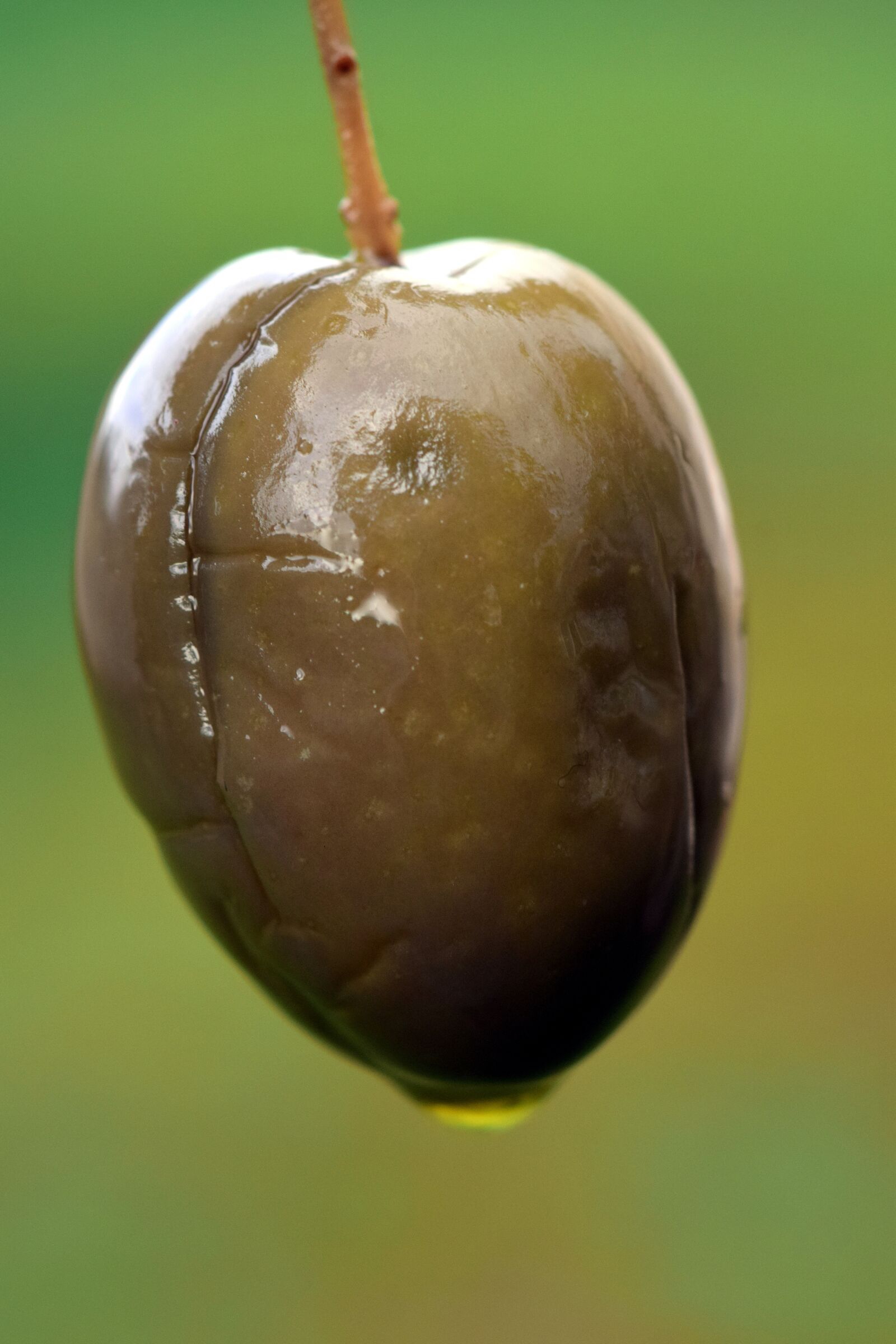 Nikon D3300 sample photo. Olive, olive oil, green photography