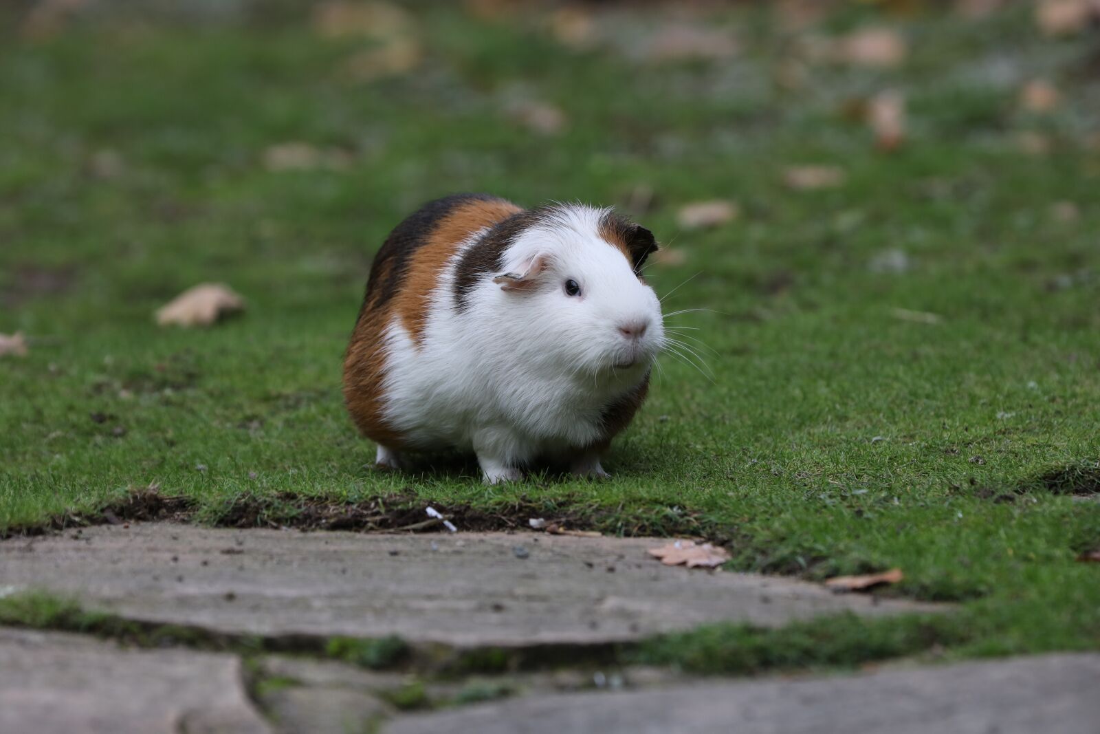 Canon EF 70-200mm F2.8L IS II USM sample photo. Guinea pig, zoo, colorful photography