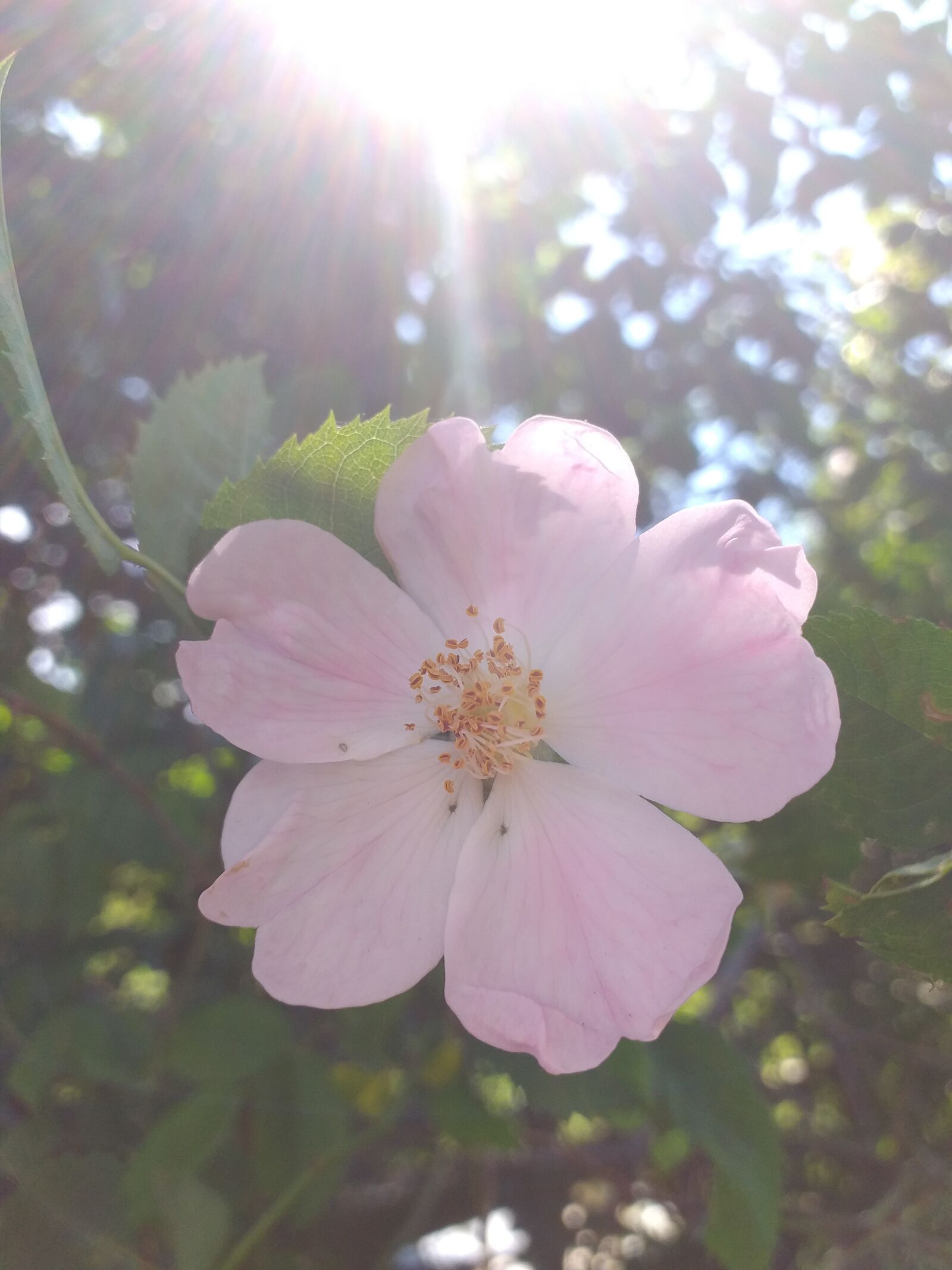 Samsung Galaxy J4+ sample photo. Pink flower, nature, flower photography
