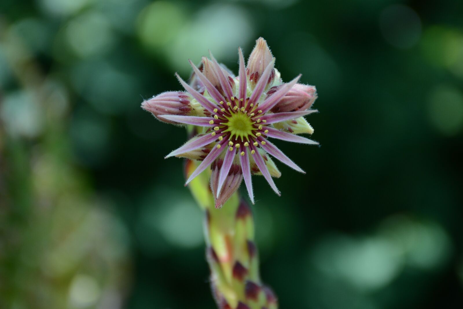 Nikon D7100 sample photo. Netřesk, flower, succulent photography