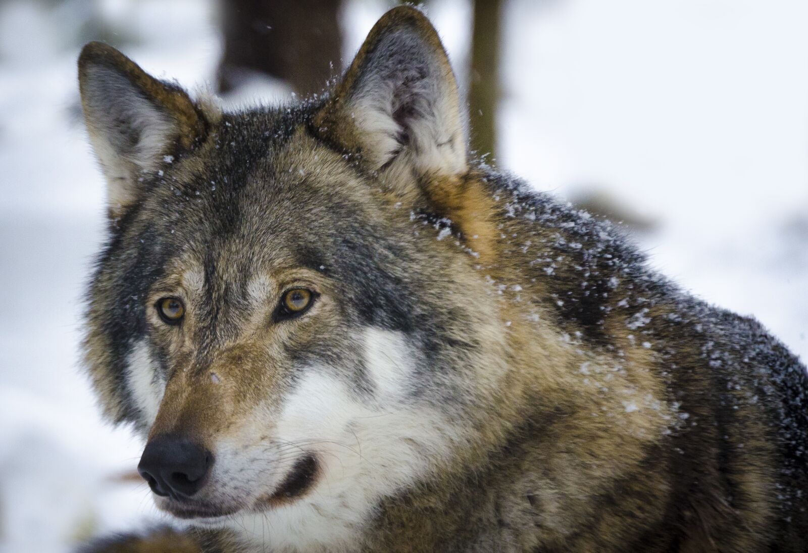 Nikon D7000 sample photo. Mammal, animal life, wolf photography