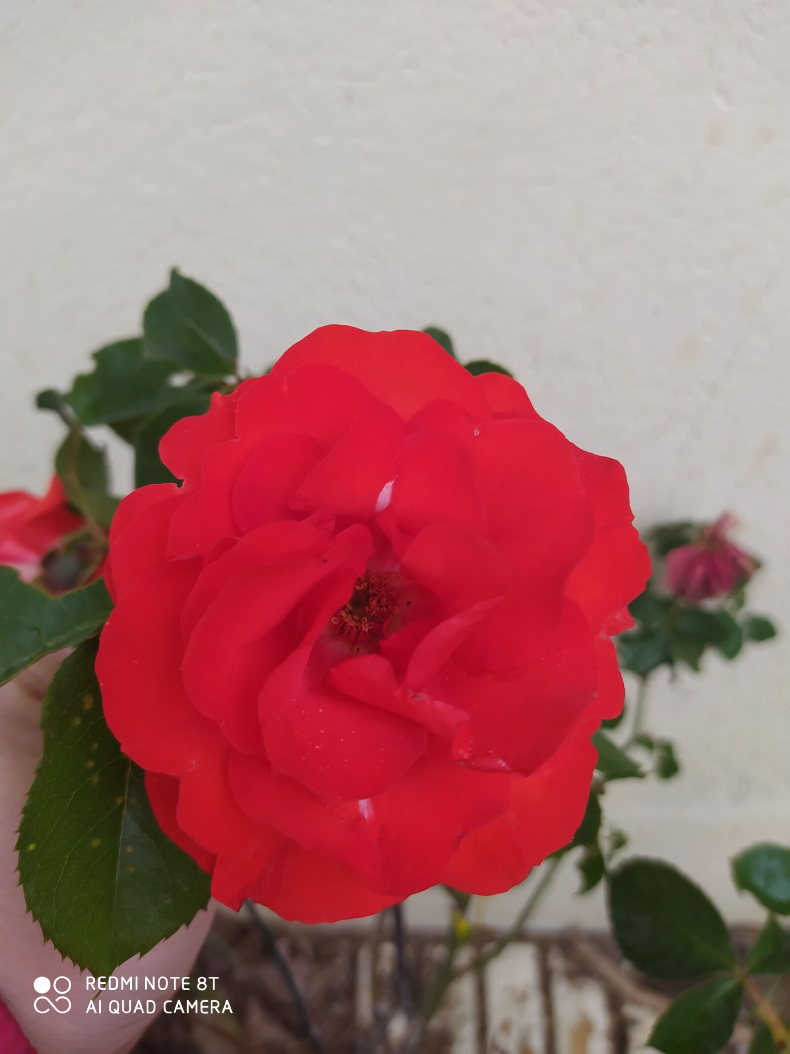 Xiaomi Redmi Note 8T sample photo. Rose, flower, bloom photography