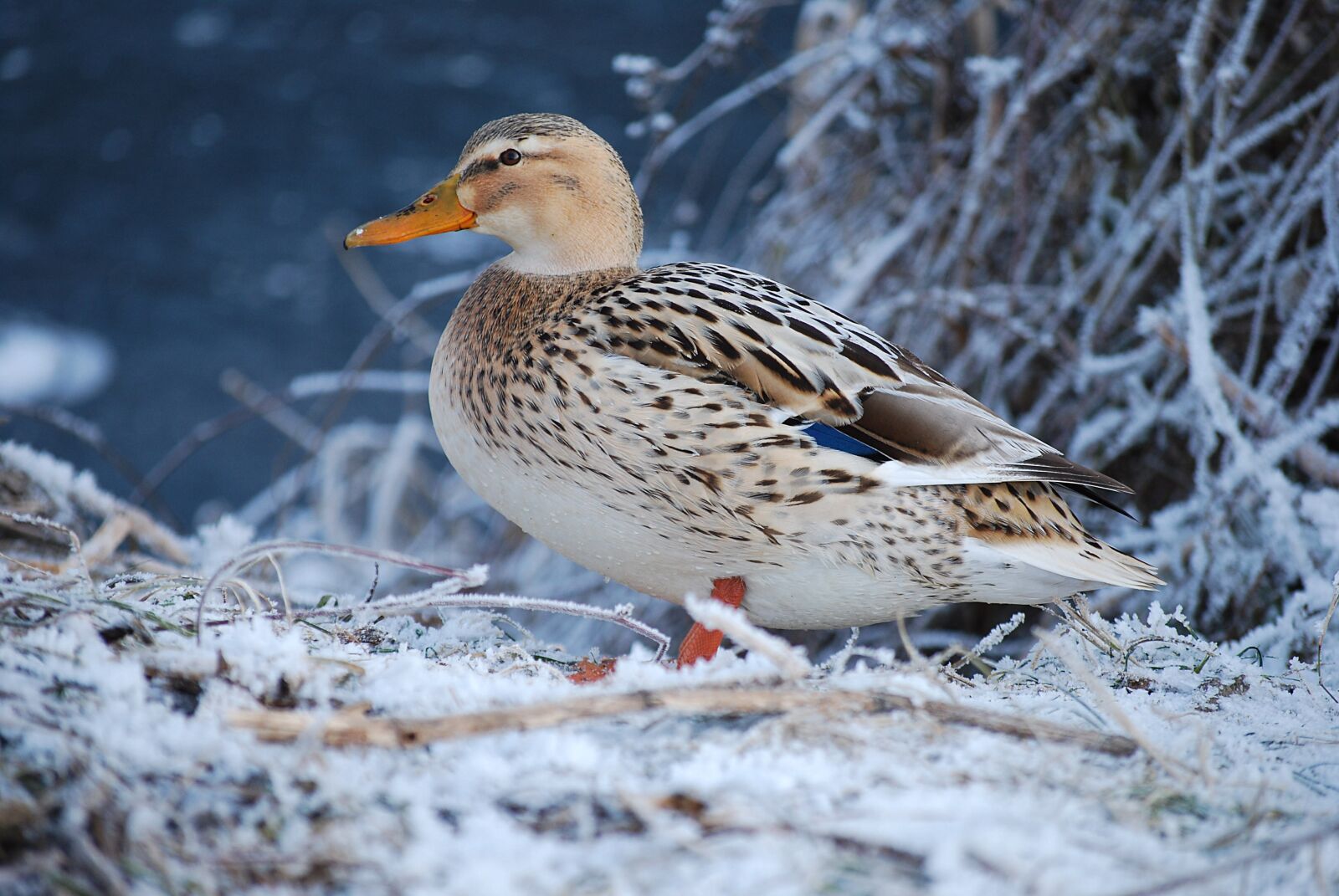 Nikon D60 sample photo. Duck, winter, snow photography